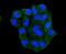 Heat Shock Protein Family H (Hsp110) Member 1 antibody, NBP2-67822, Novus Biologicals, Immunofluorescence image 