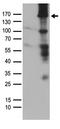 Mitogen-Activated Protein Kinase Kinase Kinase 5 antibody, TA890021, Origene, Western Blot image 