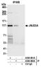 Lysine Demethylase 4A antibody, A300-861A, Bethyl Labs, Immunoprecipitation image 