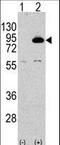 Phosphoinositide-3-Kinase Regulatory Subunit 2 antibody, LS-C101099, Lifespan Biosciences, Western Blot image 