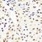 Nucleolysin TIA-1 isoform p40 antibody, FNab08685, FineTest, Immunohistochemistry frozen image 