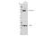 ATPase Na+/K+ Transporting Subunit Alpha 1 antibody, 23565S, Cell Signaling Technology, Western Blot image 