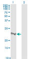 Ras Homolog Family Member A antibody, LS-B6004, Lifespan Biosciences, Western Blot image 