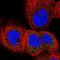 Pleckstrin Homology Like Domain Family A Member 3 antibody, NBP1-80683, Novus Biologicals, Immunofluorescence image 