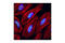 Eukaryotic Translation Initiation Factor 6 antibody, 3833P, Cell Signaling Technology, Immunofluorescence image 