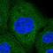 Ribophorin I antibody, HPA051520, Atlas Antibodies, Immunocytochemistry image 