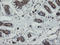 Protein Disulfide Isomerase Family A Member 3 antibody, LS-C174083, Lifespan Biosciences, Immunohistochemistry frozen image 
