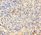 Transcription Elongation Factor A N-Terminal And Central Domain Containing 2 antibody, A51113-100, Epigentek, Immunohistochemistry paraffin image 