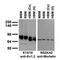 Kv1.2Potassium Channel antibody, 75-008-020, Antibodies Incorporated, Western Blot image 
