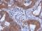 WD repeat-containing protein 85 antibody, NBP2-20902, Novus Biologicals, Immunohistochemistry paraffin image 