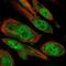 RB Binding Protein 9, Serine Hydrolase antibody, NBP2-55018, Novus Biologicals, Immunofluorescence image 