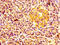 ERGIC And Golgi 2 antibody, CSB-PA857020EA01HU, Cusabio, Immunohistochemistry frozen image 