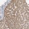 Serine Protease 38 antibody, NBP1-93453, Novus Biologicals, Immunohistochemistry frozen image 