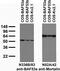 Actin Like 6A antibody, 73-330, Antibodies Incorporated, Western Blot image 