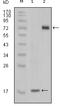 Serine/threonine/tyrosine kinase 1 antibody, M07376, Boster Biological Technology, Western Blot image 