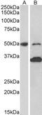 D-Amino Acid Oxidase antibody, 42-867, ProSci, Western Blot image 