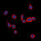 Sphingosine-1-Phosphate Receptor 1 antibody, LS-C368514, Lifespan Biosciences, Immunofluorescence image 