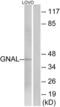 G Protein Subunit Alpha L antibody, abx014518, Abbexa, Western Blot image 