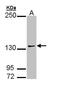 Activator Of Transcription And Developmental Regulator AUTS2 antibody, LS-C109433, Lifespan Biosciences, Western Blot image 