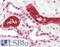 Tamm-Horsfall urinary glycoprotein antibody, LS-B3105, Lifespan Biosciences, Immunohistochemistry frozen image 