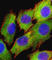 AKT Serine/Threonine Kinase 2 antibody, abx033129, Abbexa, Western Blot image 
