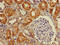 DET1 And DDB1 Associated 1 antibody, CSB-PA880116LA01HU, Cusabio, Immunohistochemistry paraffin image 