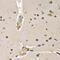 Histone Cluster 4 H4 antibody, 13-978, ProSci, Immunohistochemistry paraffin image 