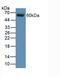 Arrestin Beta 1 antibody, LS-C292942, Lifespan Biosciences, Western Blot image 