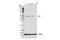 Friend leukemia integration 1 transcription factor antibody, 35980S, Cell Signaling Technology, Western Blot image 