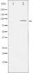 Sp1 Transcription Factor antibody, abx011551, Abbexa, Western Blot image 