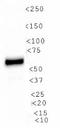 Na(+)/H(+) exchange regulatory cofactor NHE-RF3 antibody, TA336647, Origene, Western Blot image 