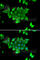 Phosphohistidine Phosphatase 1 antibody, A1127, ABclonal Technology, Immunofluorescence image 