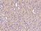 Transmembrane Protein 106C antibody, 204311-T08, Sino Biological, Immunohistochemistry frozen image 