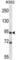 Microtubule Affinity Regulating Kinase 1 antibody, abx027924, Abbexa, Western Blot image 