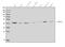 Transmembrane Serine Protease 3 antibody, A04164-2, Boster Biological Technology, Western Blot image 