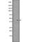 G Protein-Coupled Receptor 4 antibody, abx147342, Abbexa, Western Blot image 