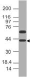 Developmental Pluripotency Associated 4 antibody, A10283, Boster Biological Technology, Western Blot image 