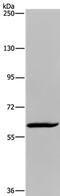MIER Family Member 2 antibody, PA5-50451, Invitrogen Antibodies, Western Blot image 
