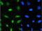 Cyclin Dependent Kinase 1 antibody, PB9533, Boster Biological Technology, Immunofluorescence image 