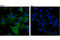 Catenin Alpha 1 antibody, 36611S, Cell Signaling Technology, Immunofluorescence image 