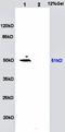 Solute Carrier Family 16 Member 3 antibody, orb6971, Biorbyt, Western Blot image 