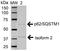 Sequestosome 1 antibody, LS-C774079, Lifespan Biosciences, Western Blot image 