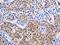 Angiotensinogen antibody, CSB-PA446811, Cusabio, Immunohistochemistry frozen image 