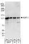 Tripartite Motif Containing 28 antibody, A303-838A, Bethyl Labs, Western Blot image 