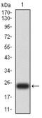 Uncoupling Protein 3 antibody, NBP2-61821, Novus Biologicals, Western Blot image 