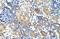 WDVCF antibody, NBP1-58342, Novus Biologicals, Immunohistochemistry paraffin image 