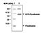 Transthyretin antibody, NBP1-50256, Novus Biologicals, Western Blot image 