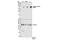 Lamin A/C antibody, 13448S, Cell Signaling Technology, Western Blot image 