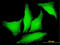 Polycystin 2, Transient Receptor Potential Cation Channel antibody, LS-C197911, Lifespan Biosciences, Immunofluorescence image 
