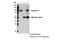 Karyopherin Subunit Beta 1 antibody, 51186S, Cell Signaling Technology, Immunoprecipitation image 